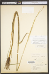Zizania palustris var. palustris by WV University Herbarium