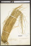 Schizachne purpurascens by WV University Herbarium