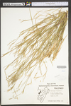Schizachyrium scoparium var. scoparium by WV University Herbarium