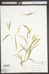 Setaria glauca by WV University Herbarium