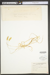 Setaria viridis var. viridis by WV University Herbarium
