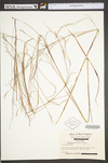 Schizachyrium scoparium var. scoparium by WV University Herbarium