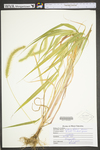 Setaria faberi by WV University Herbarium