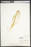Setaria faberi by WV University Herbarium
