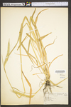 Secale cereale by WV University Herbarium