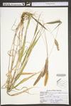 Setaria parviflora by WV University Herbarium