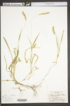 Setaria parviflora by WV University Herbarium