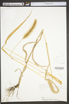 Setaria italica by WV University Herbarium