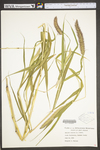 Setaria italica by WV University Herbarium