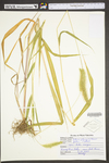 Setaria glauca by WV University Herbarium
