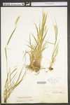 Setaria viridis var. viridis by WV University Herbarium