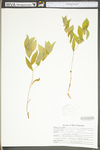 Uvularia puberula by WV University Herbarium