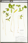 Uvularia puberula by WV University Herbarium