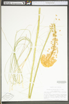 Xerophyllum asphodeloides by WV University Herbarium