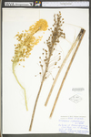 Xerophyllum asphodeloides by WV University Herbarium