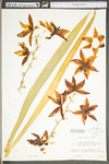 Yucca filamentosa by WV University Herbarium