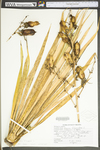 Yucca filamentosa by WV University Herbarium