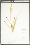 Zigadenus leimanthoides by WV University Herbarium