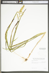 Zigadenus leimanthoides by WV University Herbarium