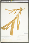 Belamcanda chinensis by WV University Herbarium