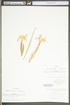 Iris cristata by WV University Herbarium