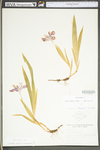 Iris cristata by WV University Herbarium