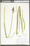 Iris prismatica by WV University Herbarium