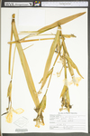 Iris pseudacorus by WV University Herbarium
