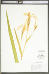Iris pseudacorus by WV University Herbarium