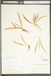 Iris verna var. smalliana by WV University Herbarium