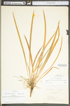 Iris verna var. smalliana by WV University Herbarium