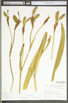 Iris versicolor by WV University Herbarium