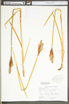 Iris versicolor by WV University Herbarium