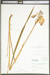 Iris virginica var. shrevei by WV University Herbarium