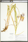 Iris virginica var. shrevei by WV University Herbarium