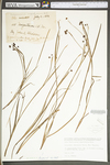 Sisyrinchium angustifolium by WV University Herbarium