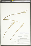 Sisyrinchium angustifolium by WV University Herbarium