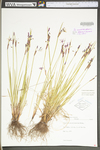 Sisyrinchium mucronatum by WV University Herbarium