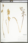 Aplectrum hyemale by WV University Herbarium