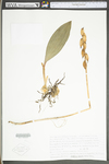 Aplectrum hyemale by WV University Herbarium