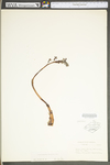 Aristida dichotoma var. dichotoma by WV University Herbarium