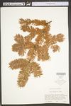 Abies balsamea by WV University Herbarium