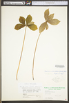 Isotria verticillata by WV University Herbarium