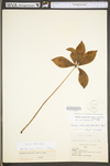 Isotria verticillata by WV University Herbarium