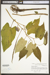 Saururus cernuus by WV University Herbarium