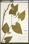 Saururus cernuus by WV University Herbarium