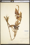 Saururus cernuus by WV University Herbarium