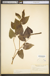 Saururus cernuus by WV University Herbarium