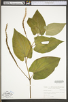 Saururus cernuus by WV University Herbarium