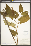 Saururus cernuus by WV University Herbarium